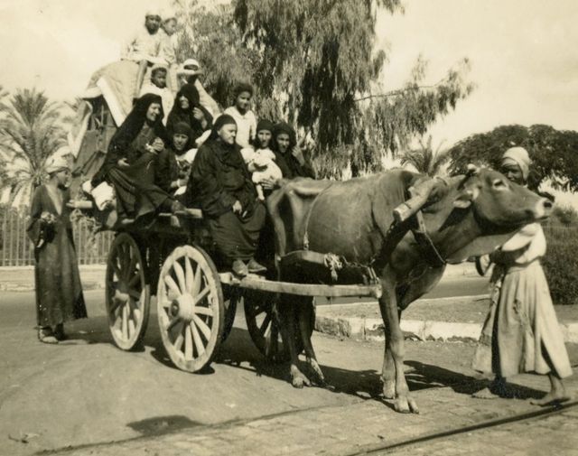 عربات الكارو وسيلة مواصلات قديمة 
