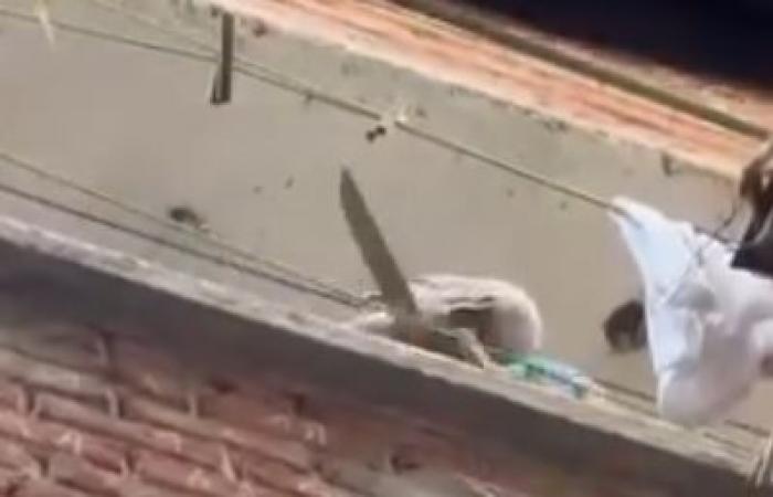 خلافات الجيرة تتحول إلى مشهد على السوشيال ميديا، إشهار سلاح أبيض في مشادة بين جيران بالإسكندرية