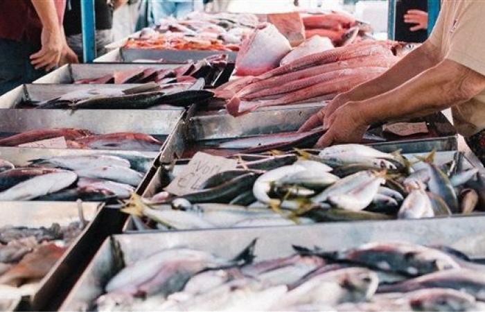 أسعار السمك اليوم، البلطي يسجل 63 جنيها وقفزة في 4 أنواع منها البوري والمكرونة