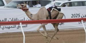 «متعبة» و«مياس» يتألقان في أشواط اللقايا بمهرجان العين للهجن