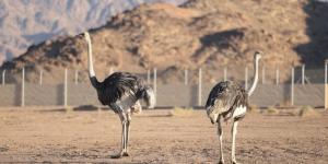 محمية الأمير محمد بن سلمان الملكية تعيد توطين طائر الجمل بعد غياب 100 عام