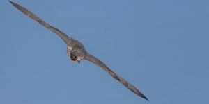 160 صقرًا للملاك المحليين تتنافس على 12 كأسًا بمهرجان الملك عبدالعزيز للصقور 2025