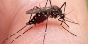 بعوضة تثير الذعر فى الولايات المتحدة بعد ارتفاع إصابات حمى تكسير العظام