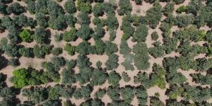 مانجو جازان: إنتاج يفتح فرصا واعدة في التصنيع الغذائي