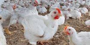 فرصة للمواطنين.. سعر الفراخ اليوم الأحد في مصر يسجل أرقام مناسبة قبل موجة ارتفاع محتملة