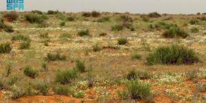 متنزه حلي البري بالقنفذة.. إعادة تأهيل نوعية تعيد تشكيل المشهد البيئي وتعزز جودة الحياة