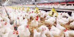 استقرار
      أسعار
      الدواجن
      اليوم
      في
      مصر
      وتحذيرات
      من
      تراجع
      الأسعار
      الكبير