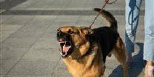 رعب
      في
      الصف..
      كلب
      ضال
      يهاجم
      الأهالي
      ويصيب
      11
      شخصًا
      بينهم
      أطفال