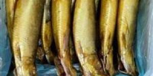 وزارة
      التموين
      تطرح
      الرنجة
      بالمجمعات
      الاستهلاكية
      بأسعار
      مخفضة
      بمناسبة
      شم
      النسيم