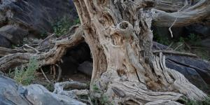 قرية الأراك بالعلا.. ارتباط تاريخي بزراعة شجر الأراك وإنتاج السواك