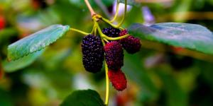 «التوت الحساوي» 
محصول زراعي موسمي وقيمة غذائية واقتصادية