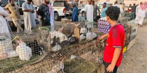 مطالبات بإنشاء سوق للطيور وبلدية الدرب: خارج اختصاصنا