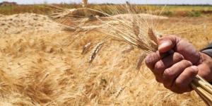 التموين: تجهيز 400 نقطة لاستلام القمح المحلى بسعر 2500 جنيه للأردب