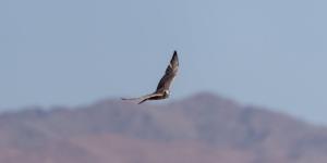 برنامج «هدد» 
يطلق الدفعة الأخيرة من الصقور لعام 2026