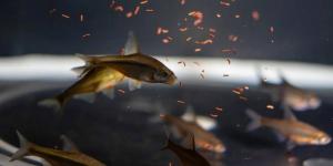 إطلاق أول برنامج لإكثار وتوطين أسماك المياه العذبة