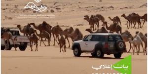 محمية الإمام عبدالعزيز بن محمد الملكية: منع الرعي دون تصاريح وتطبيق العقوبات على المخالفين