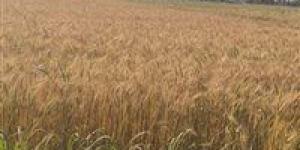 في
      أول
      أيام
      التوريد
      ..
      صوامع
      وشون
      الشرقية
      تستقبل
      ٤٦٧
      طن
      ٦٩٠
      كيلو
      قمح
      محلي