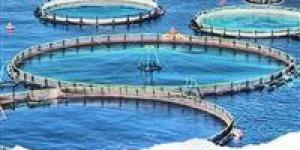 قفزة
      في
      إنتاج
      المزارع
      السمكية..
      “المنزلة”
      و“برسيق”
      تحققان
      حصادًا
      غير
      مسبوق