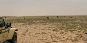 الأمن البيئي يضبط مخالفين لإشعال النار والرعي في محميات طبيعية