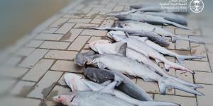 ضبط مخالفين بحوزتهم 14 سمكة قرش مهددة بالانقراض في جازان