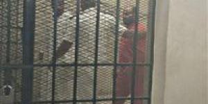 بعد طعنها وإلقائها من الشرفة.. الإعدام لمتهم بقتل والدته في بورسعيد