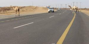 436 حادثا بسبب الحيوانات السائبة