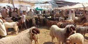 خطوات
      حجز
      الأضاحي
      استعدادًا
      لعيد
      الأضحى
      2026