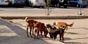 «الزراعة» تطلق الخطة الوطنية للتعامل مع حيوانات الشارع وتحظر القتل الجماعي