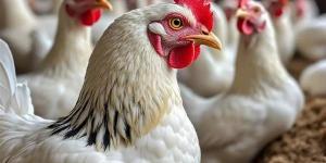 انخفاض
      سعر
      الفراخ
      البيضاء
      اليوم
      السبت
      1
      أغسطس
      2026
      (آخر
      تحديث)