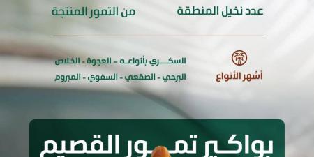 «البيئة»: موسم جني بواكير التمور بالقصيم يعزز الحراك الاقتصادي بالمملكة