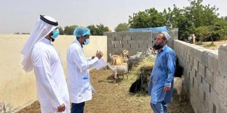 أم القيوين تطلق «حلالنا معافى» لدعم الإنتاج الحيواني