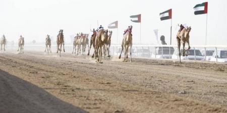 100 شوط في مهرجان الظفرة الثالث لسباقات الهجن