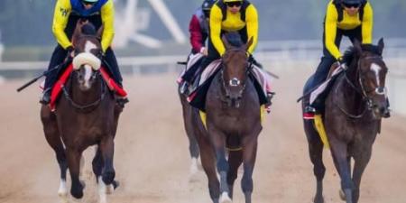 إعلان تفاصيل «السباق التجريبي» الخامس بمضمار ميدان