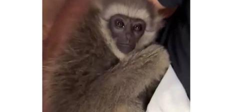 الهند تحبط تهريب قردين مهددين بالانقراض