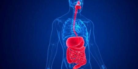 حركة الأمعاء تكشف عمل الأوعية الدموية في الدماغ