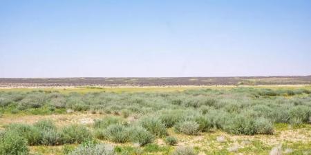 محمية
      الملك
      سلمان
      الملكية:
      تحسّن
      الغطاء
      النباتي
      يصنع
      التأثير
      الإيجابي
      على
      الكائنات
      الفطرية