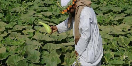 تقنيات زراعية حديثة لتوفير أغذية آمنة صحيا