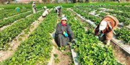 كفاح
      وسط
      الحقول
      والبرد..
      حكاية
      «السيدة»
      وسط
      حقول
      الفراولة
      في
      الشرقية