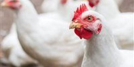 هبوط جديد في أسعار الدواجن والبيض اليوم الاثنين