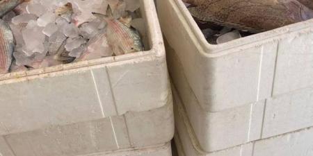 ضبط 594 كجم أسماك فاسدة