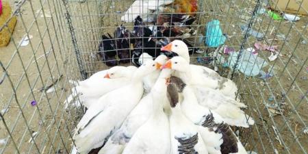 ضبط 94 حيوانا أليفا بحوزة باعة متجولين غير نظاميين