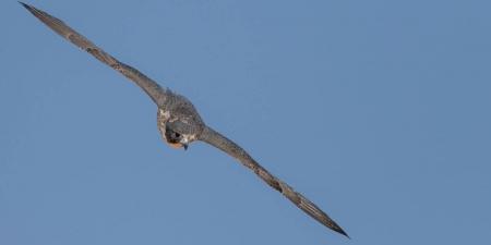 160 صقرًا للملاك المحليين تتنافس على 12 كأسًا بمهرجان الملك عبدالعزيز للصقور 2025