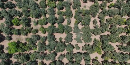 مانجو جازان: إنتاج يفتح فرصا واعدة في التصنيع الغذائي