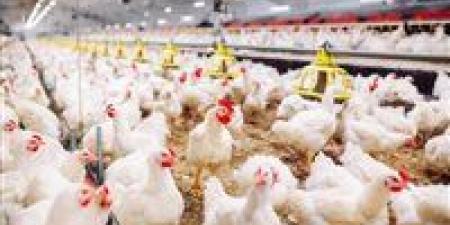 استقرار
      أسعار
      الدواجن
      اليوم
      في
      مصر
      وتحذيرات
      من
      تراجع
      الأسعار
      الكبير