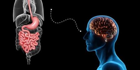 مفاجأة..
دراسة
تكشف
دور
الأمعاء
في
صحة
الدماغ:
"النظام
الغذائي
يُحَسِّن
الذاكرة"