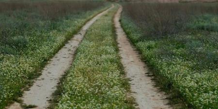 الأقحوان تكسو الحدود الشمالية