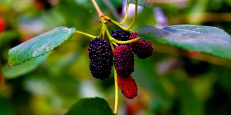 «التوت الحساوي» 
محصول زراعي موسمي وقيمة غذائية واقتصادية