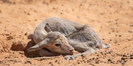 55 مولودا جديدا يعزز الحياة الفطرية في محميتي الإمام عبدالعزيز بن محمد والملك خالد الملكيتين