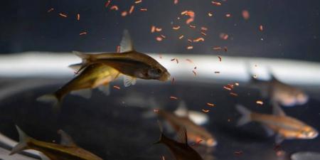 إطلاق أول برنامج لإكثار وتوطين أسماك المياه العذبة