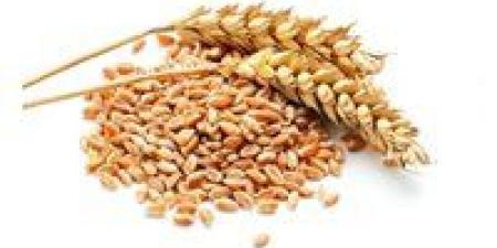 الحكومة
      تستعد
      لموسم
      توريد
      القمح
      2026
      بخطة
      دعم
      شاملة
      للمزارعين